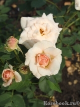 Morden Blush Morden Blush