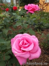 Perfume Delight
