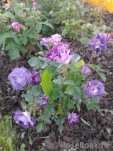 Blue for You Blue for You