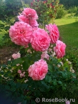 Tickled Pink Tickled Pink