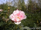 Morden Blush Morden Blush