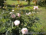 Morden Blush Morden Blush