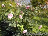Morden Blush Morden Blush