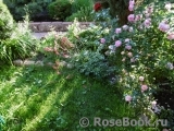 Cottage Rose Cottage Rose
