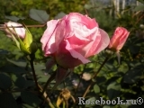 Morden Blush Morden Blush