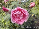 Morden Blush Morden Blush
