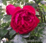 Florentina - Florentina -