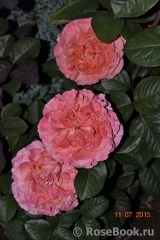Etrusca Etrusca