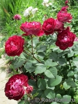 Belle de Segosa® Belle de Segosa®