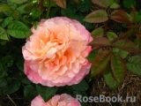 Augusta Luise Augusta Luise