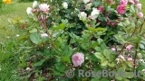 Rosengräfin Marie Henriette Rosengräfin Marie Henriette