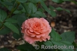 Augusta Luise Augusta Luise