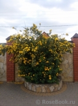 Persian Yellow Persian Yellow