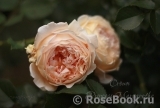 Crown Princess Margareta® Crown Princess Margareta®