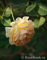 Crown Princess Margareta® Crown Princess Margareta®