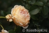 Crown Princess Margareta® Crown Princess Margareta®