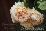Crown Princess Margareta® Crown Princess Margareta®