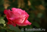 Rose Gaujard Rose Gaujard