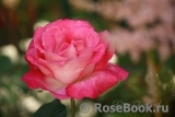 Rose Gaujard Rose Gaujard