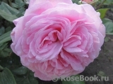 Rosengräfin Marie Henriette Rosengräfin Marie Henriette