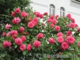 Rosarium Uetersen Rosarium Uetersen