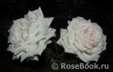 Madame Anisette ® Madame Anisette ®