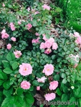 Sommerwind Sommerwind