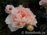 Reflets de Nacre ®