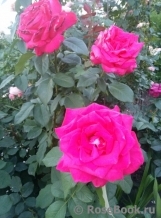 Dame de Coeur Dame de Coeur
