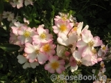 Robe Fleurie Robe Fleurie