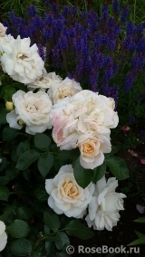 Lions Rose Lions Rose
