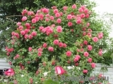 Rosarium Uetersen Rosarium Uetersen