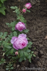 Alan Titchmarsh Alan Titchmarsh
