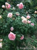 Abraham Darby Abraham Darby