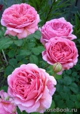Princess Alexandra of Kent Princess Alexandra of Kent