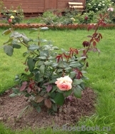 A Shropshire Lad A Shropshire Lad