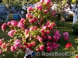 Rosarium Uetersen Rosarium Uetersen