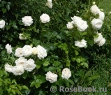 Madame Anisette ® Madame Anisette ®