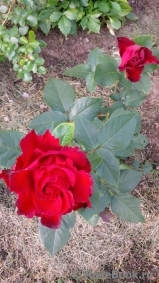 Hommage a Barbara