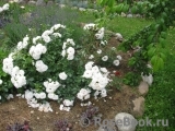 Aspirin Rose Aspirin Rose