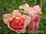 Jubilee Celebration® Jubilee Celebration®