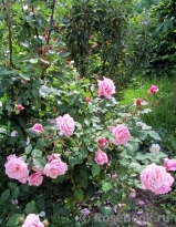 Blossomtime Blossomtime