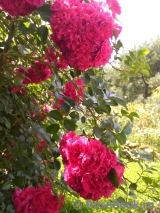 Excelsa Excelsa