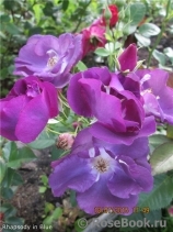Rhapsody in Blue Rhapsody in Blue