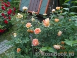 Lady of Shalott Lady of Shalott