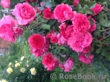 Rosarium Uetersen Rosarium Uetersen