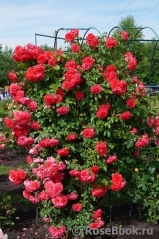 Rosarium Uetersen Rosarium Uetersen