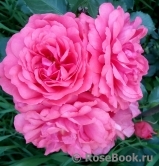 Rosarium Uetersen Rosarium Uetersen