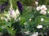 Crocus Rose® Crocus Rose®