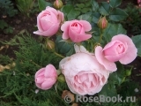 Hans Gonewein Rose Hans Gonewein Rose